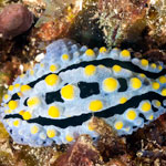 Phyllidia coelestis