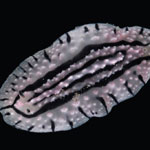 Phyllidiopsis krempfi