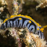 Phyllidia marindica