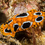 Phyllidia ocellata