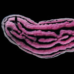 Phyllidiella rosans