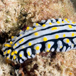 Phyllidia varicosa