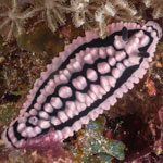 Phyllidiella zeylanica