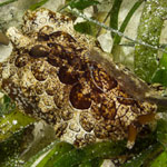 Pleurobranchus forskalii