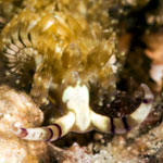 Pteraeolidia semperi