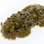 Sclerodoris apiculata