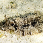 Sebadoris fragilis