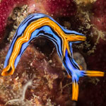 Thuridilla sp.