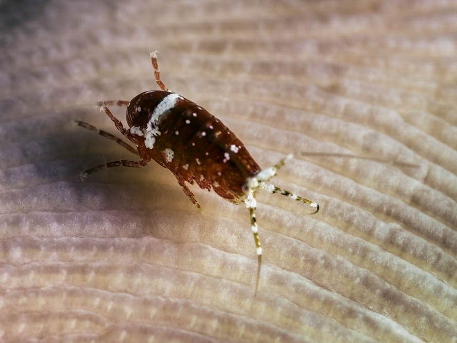 Amphipoda