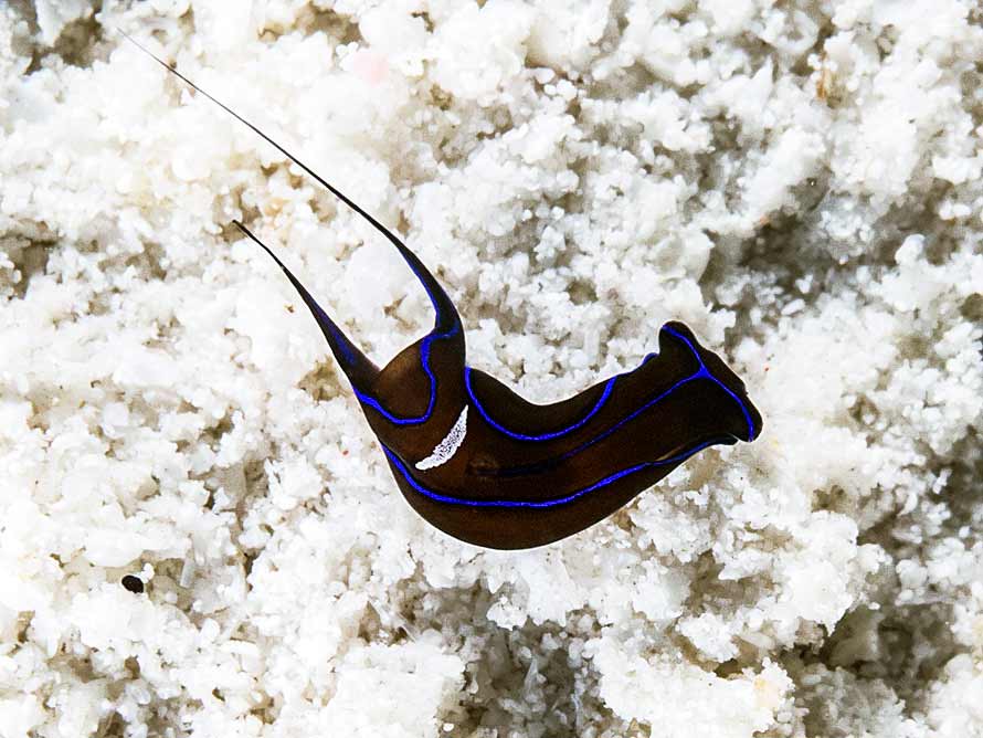 Chelidonura hirundinina