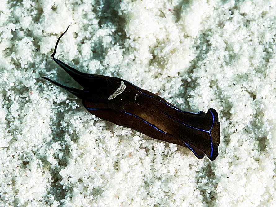 Chelidonura hirundinina