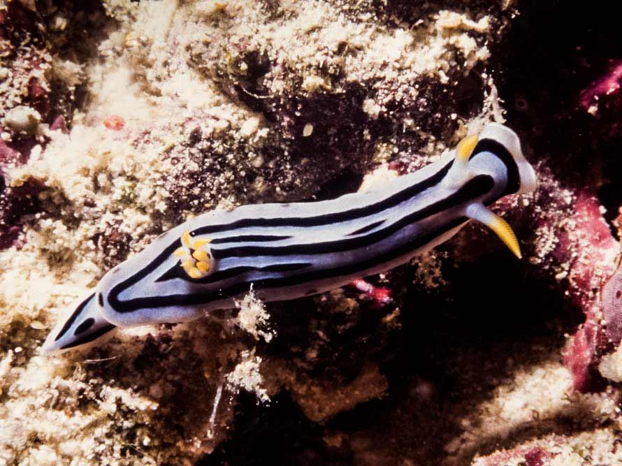 Chromodoris lochi