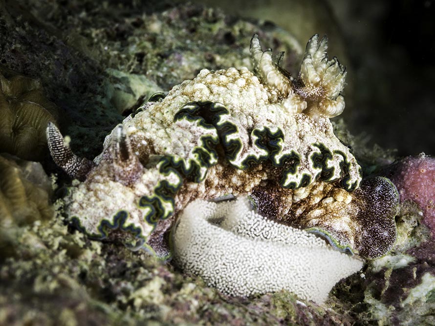 Glossodoris cincta