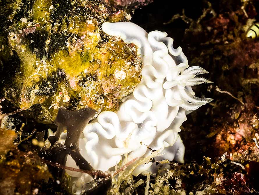 Glossodoris pallida
