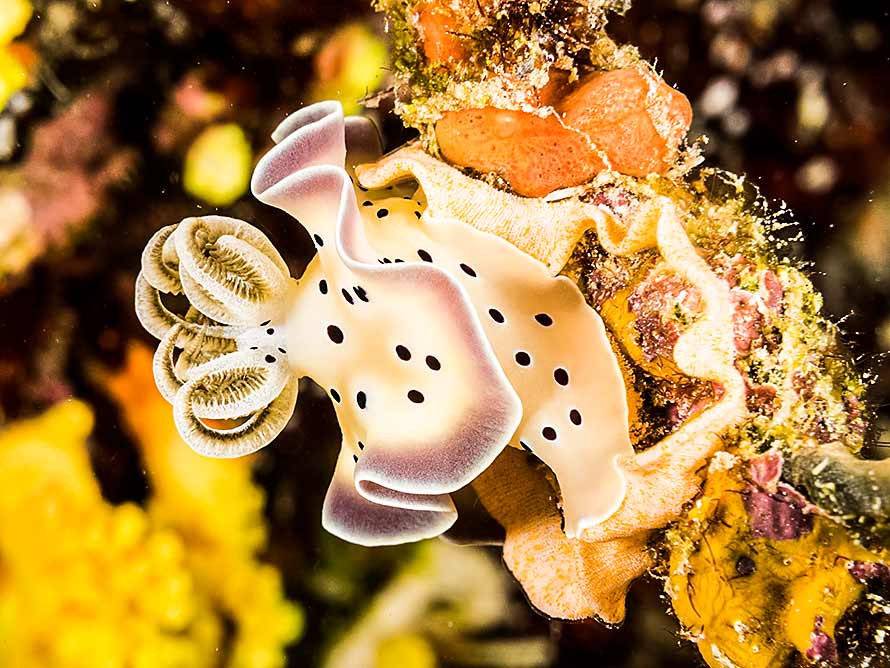 Goniobranchus tritos