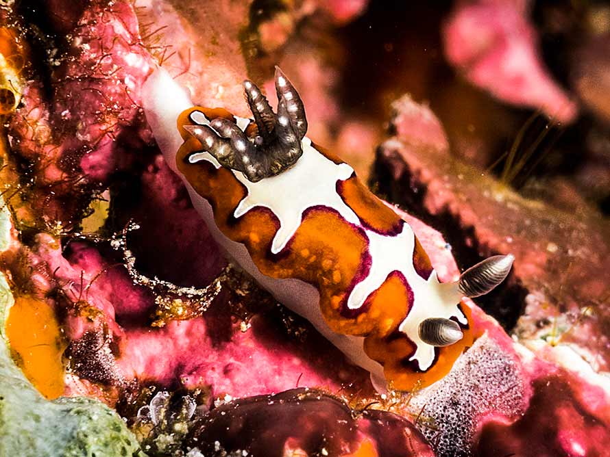 Goniobranchus fidelis