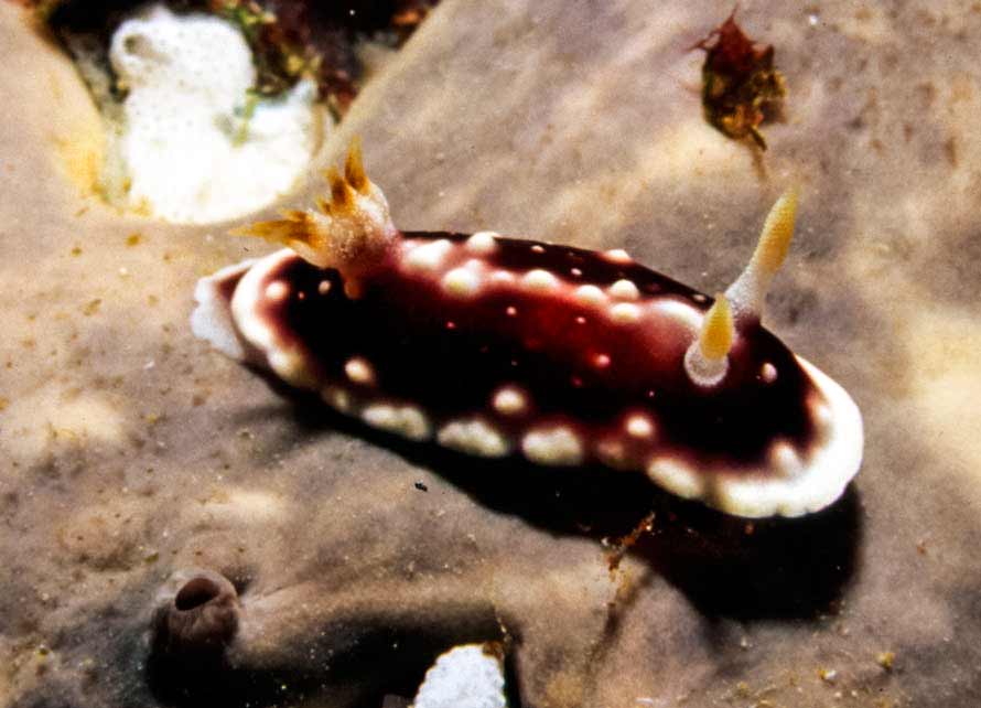 Goniobranchus geometricus