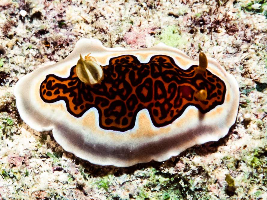 Goniobranchus gleniei