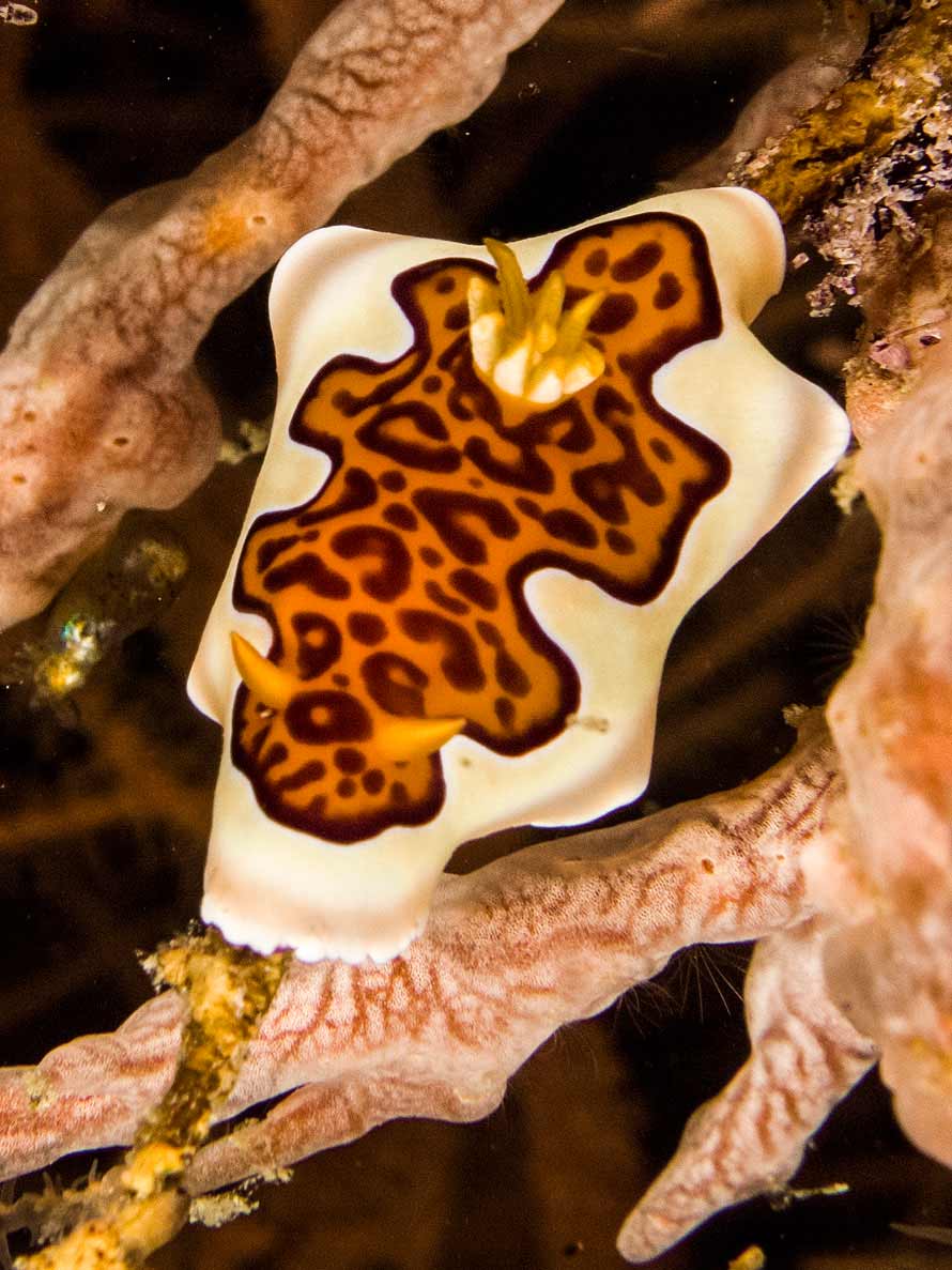 Goniobranchus gleniei