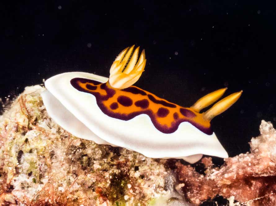 Goniobranchus gleniei