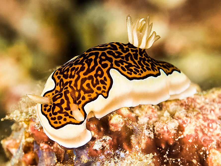 Goniobranchus gleniei