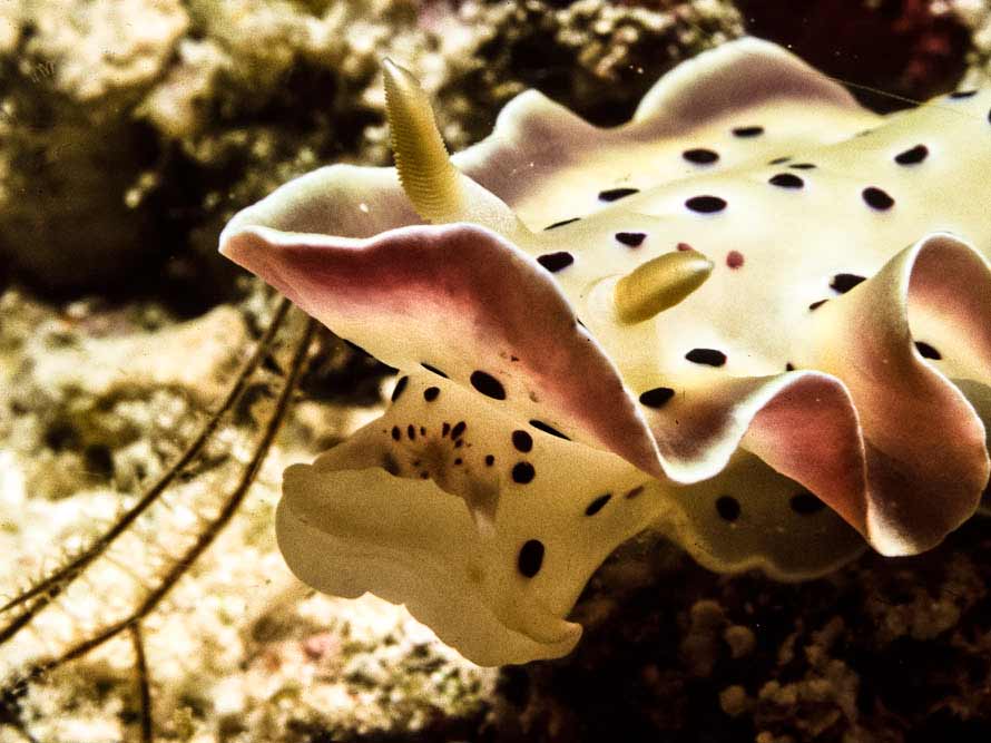 Goniobranchus tritos