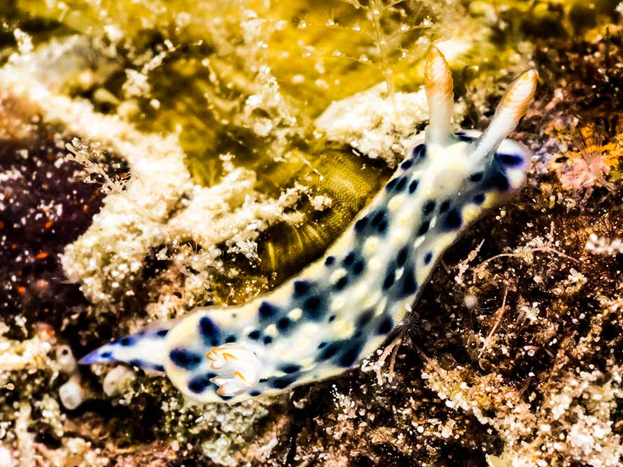 Hypselodoris rudmani