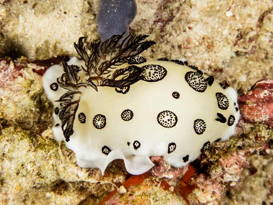 Jorunna funebris