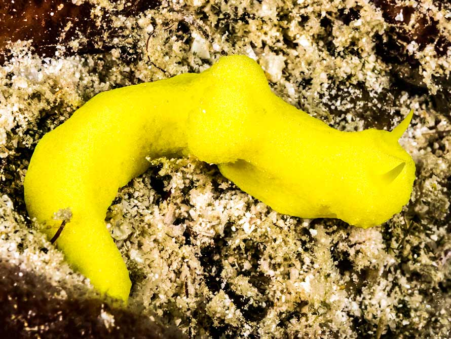 Notodoris citrinus