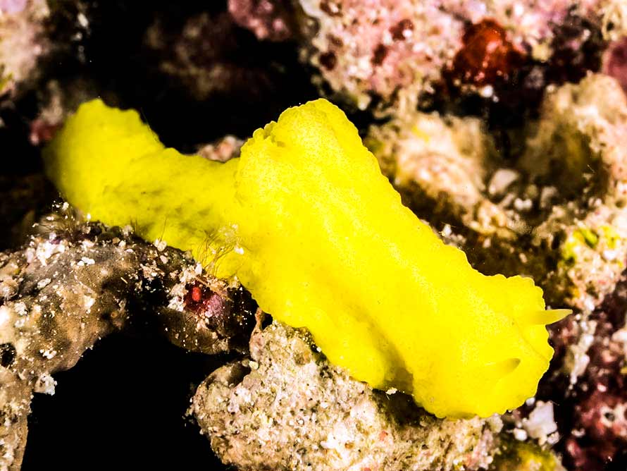 Notodoris citrinus