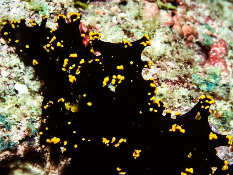 Notodoris gardineri