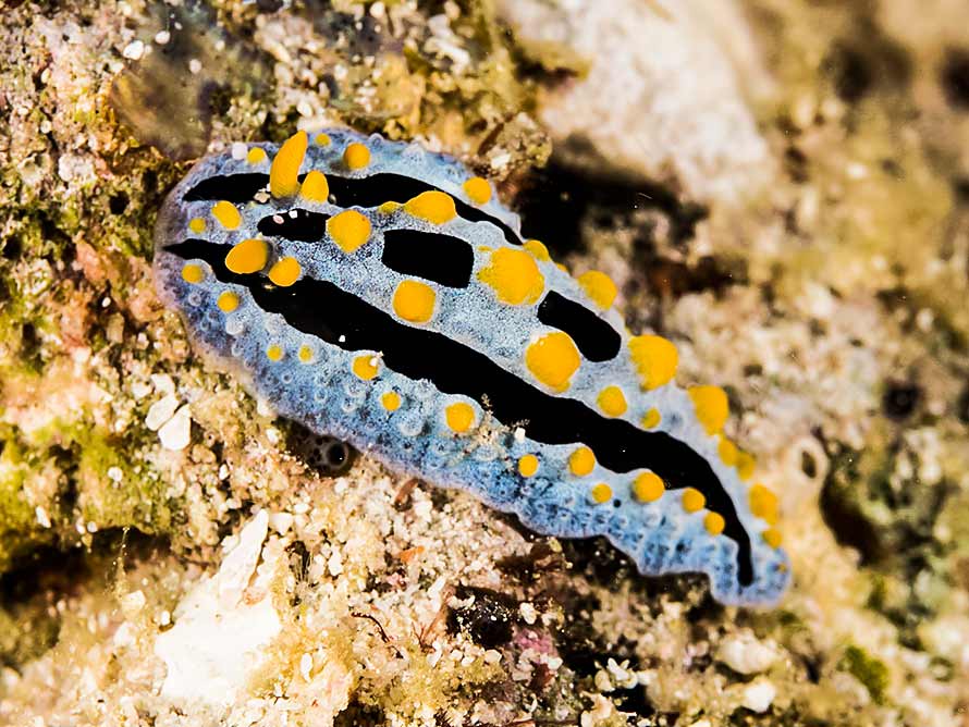 Phyllidia coelestis