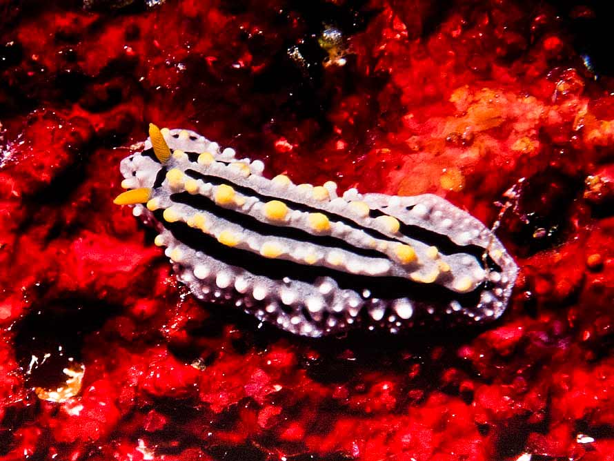 Phyllidia alyta