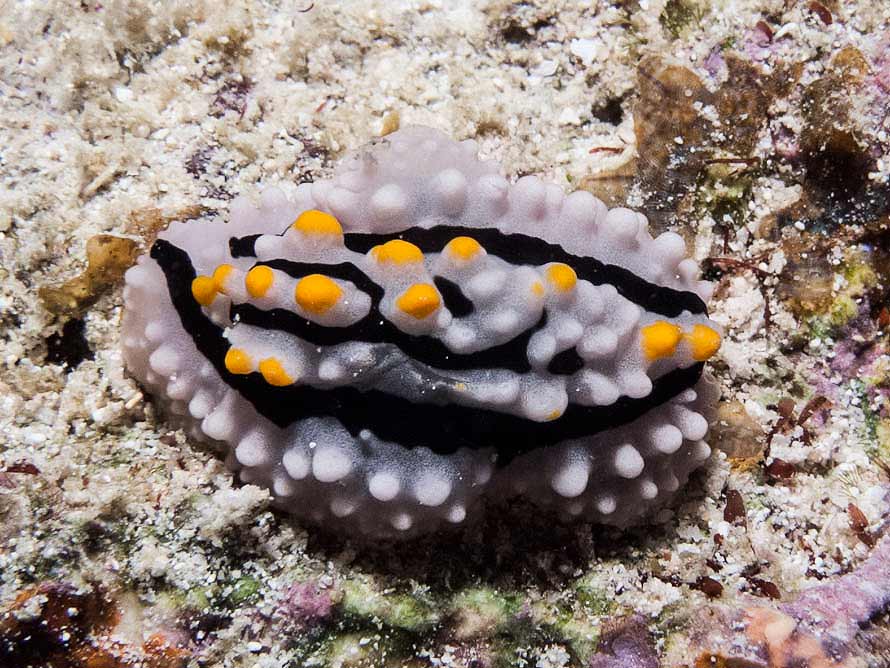 Phyllidia alyta