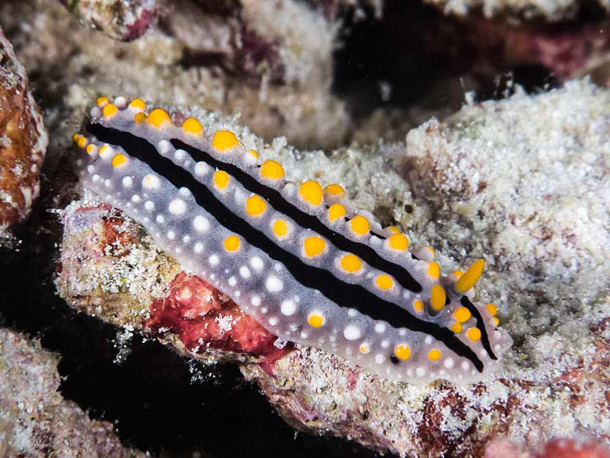 Phyllidia alyta