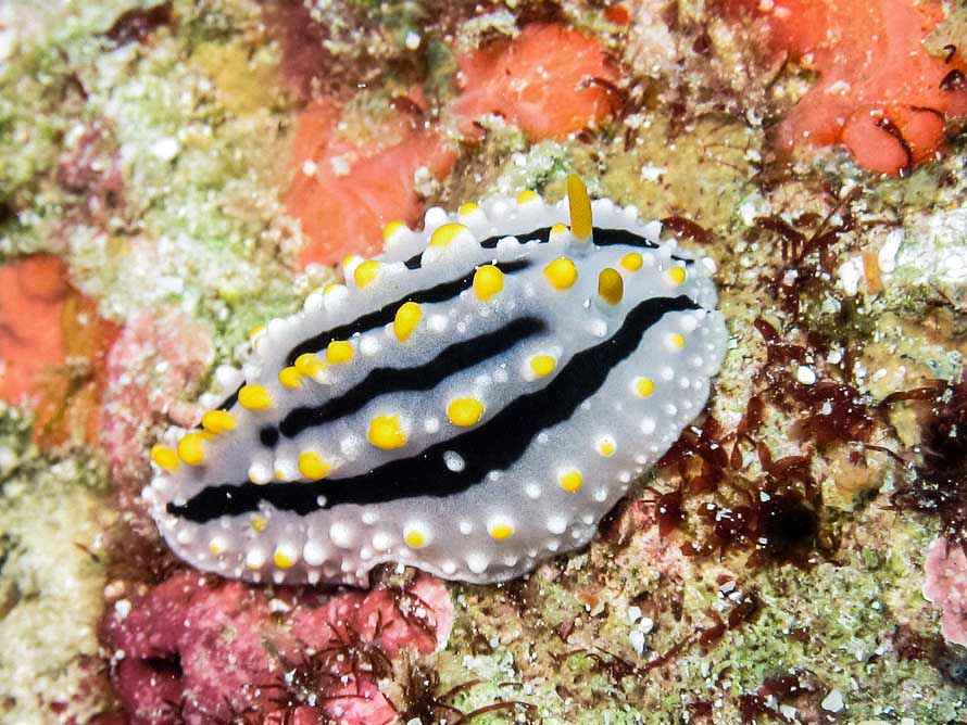 Phyllidia alyta