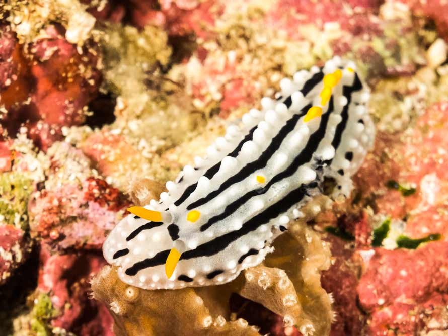 Phyllidia alyta