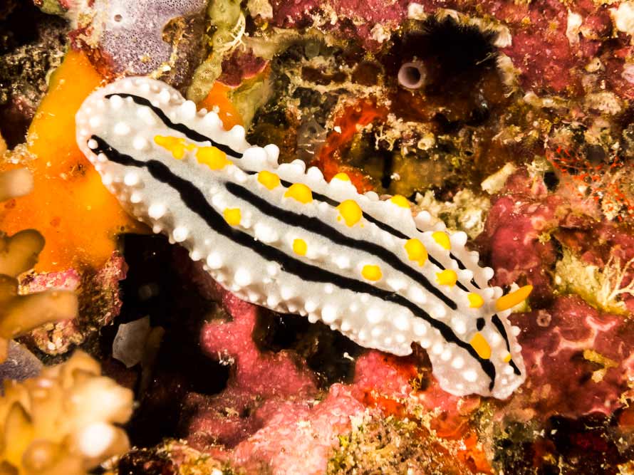 Phyllidia alyta
