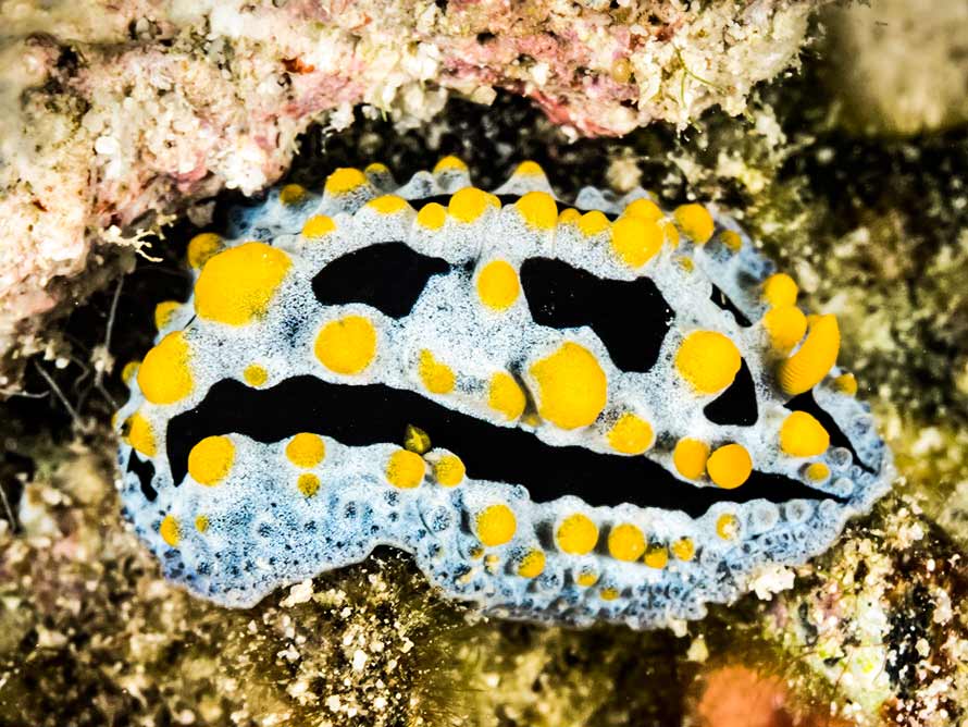 Phyllidia coelestis