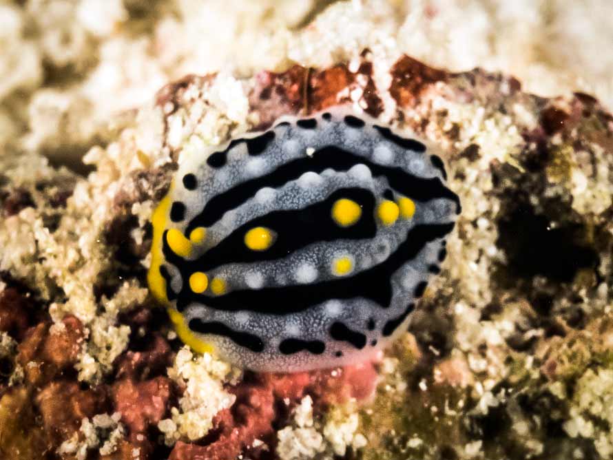 Phyllidia exquisita
