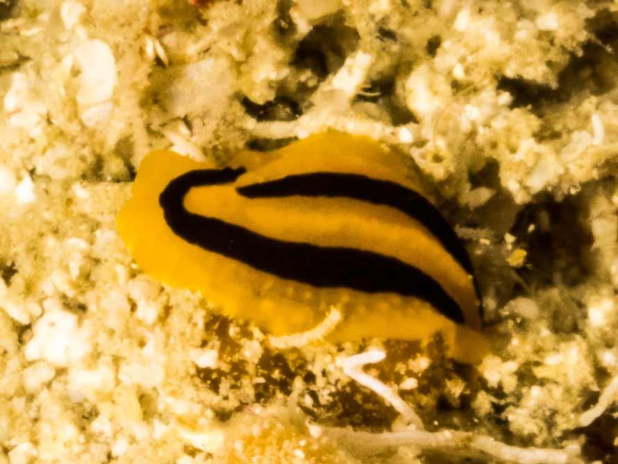 Phyllidia koehleri