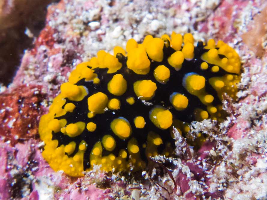 Phyllidia ocellata