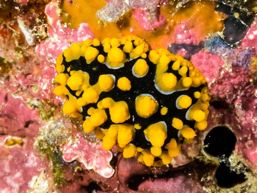 Phyllidia ocellata