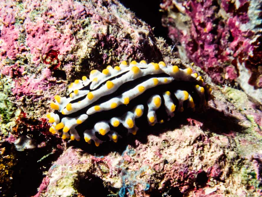 Phyllidia varicosa