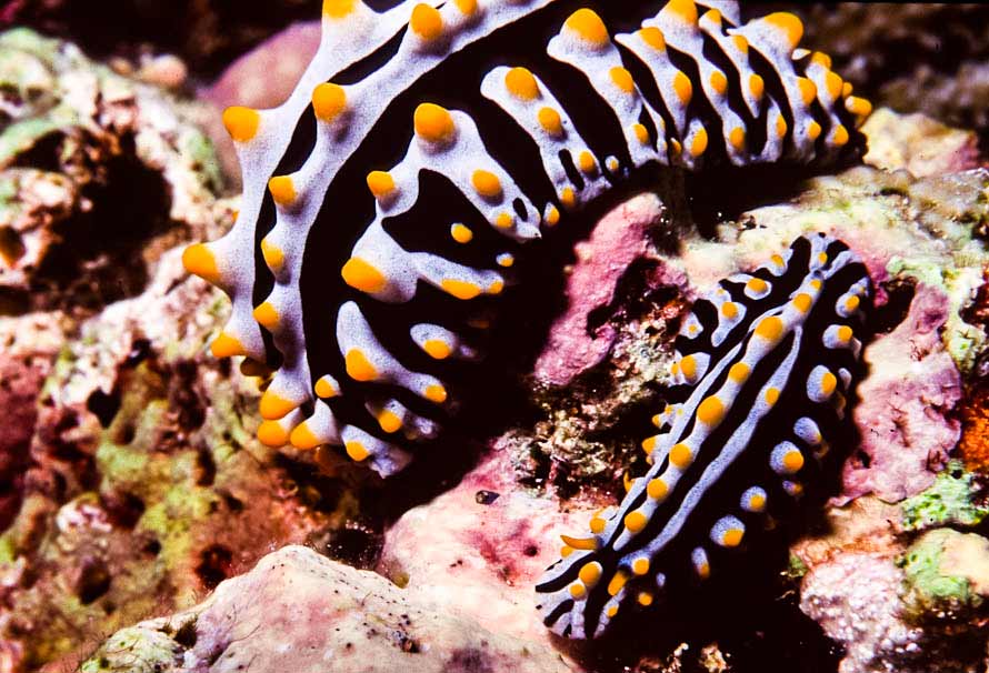 Phyllidia varicosa