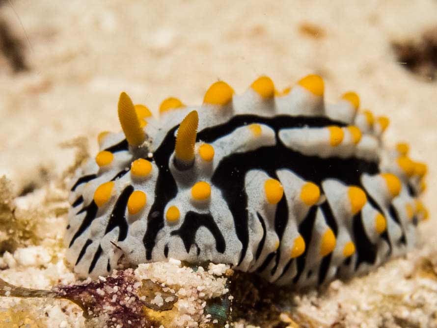 Phyllidia varicosa