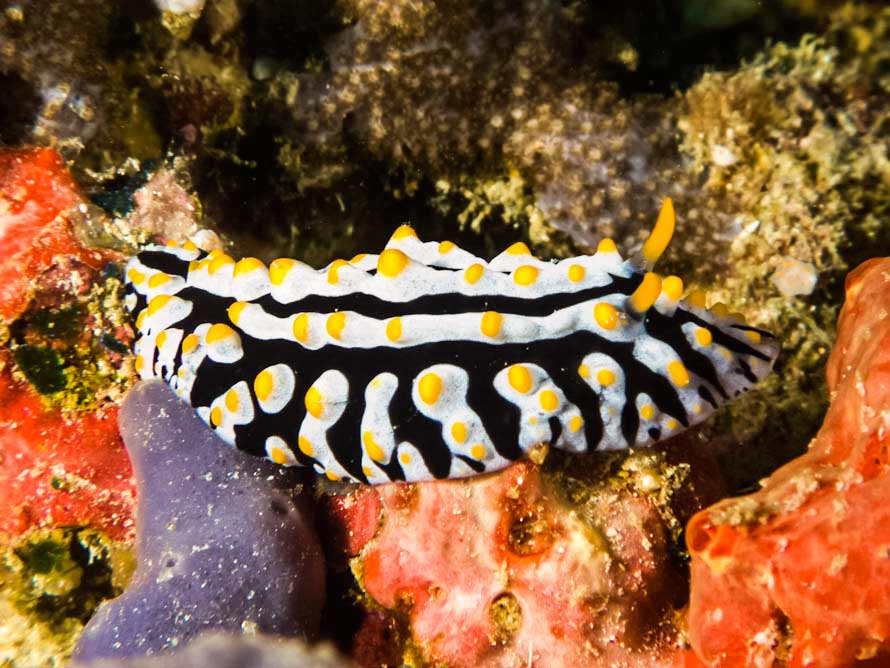 Phyllidia varicosa