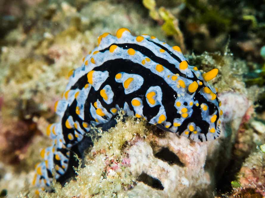 Phyllidia varicosa