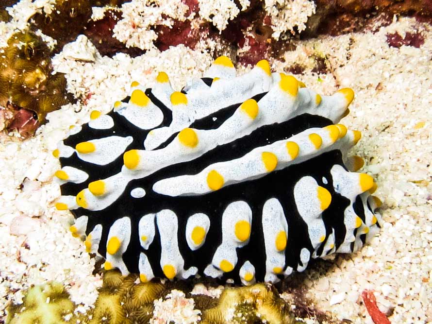 Phyllidia varicosa