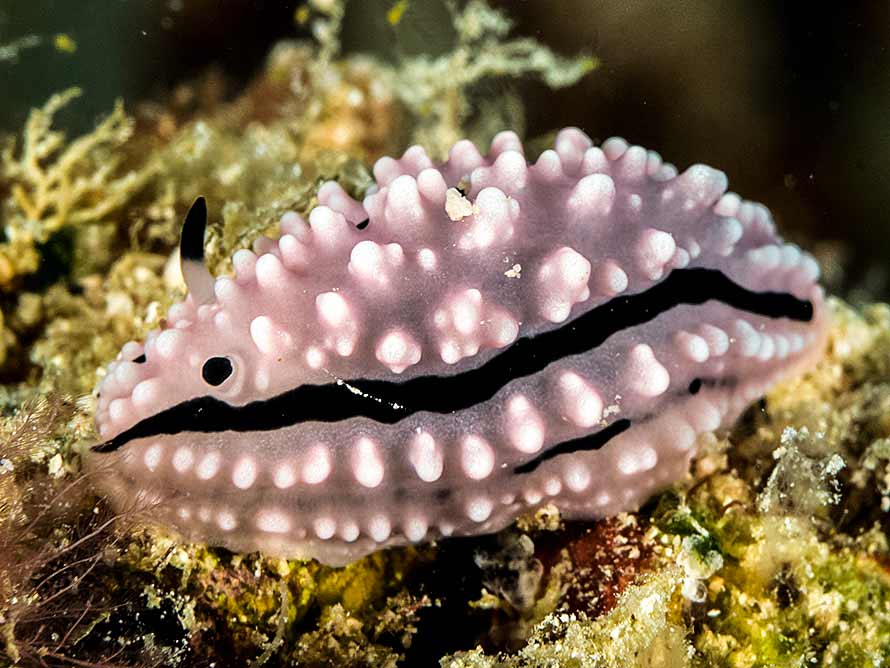 Phyllidiella rudmani